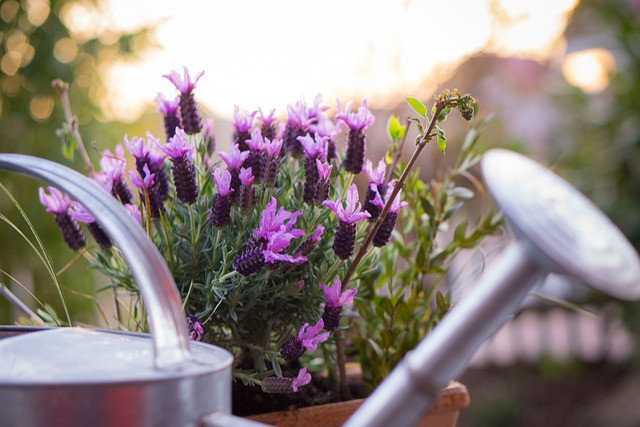 Lavender Propagation requires watering lavender seedlings