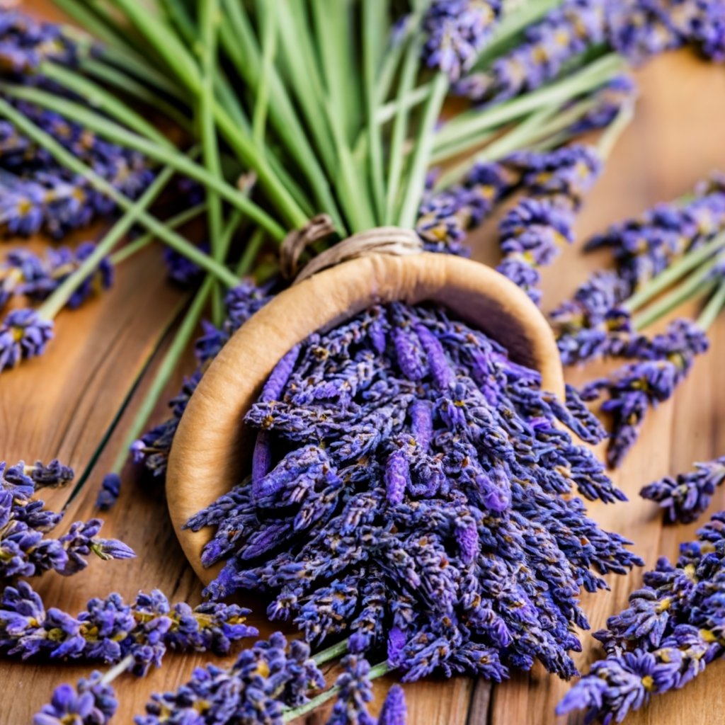 high quality lavender buds in a terracotta pot