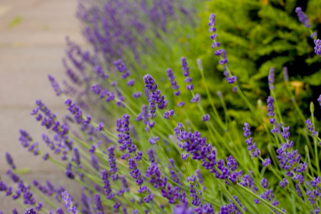 A close up of a lavender bush