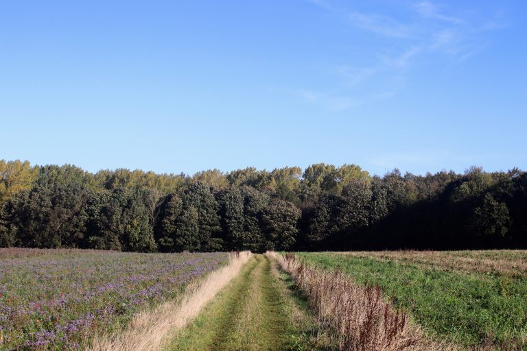 countryside path heading away from camera towards trees, with a bright blue sky behind